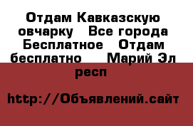 Отдам Кавказскую овчарку - Все города Бесплатное » Отдам бесплатно   . Марий Эл респ.